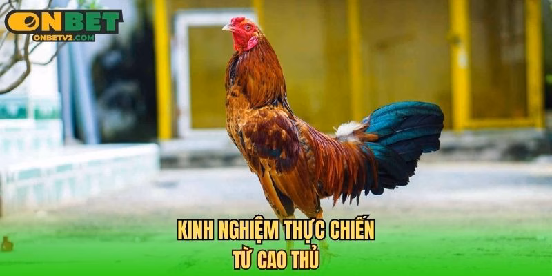 Kinh nghiệm thực chiến từ cao thủ