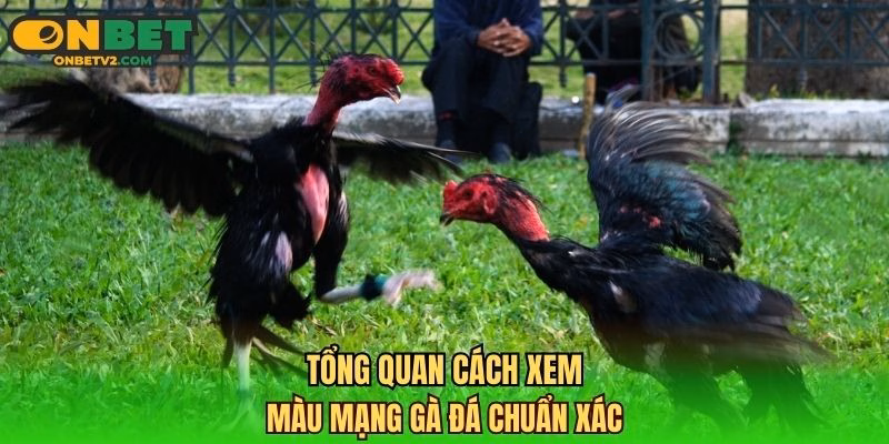 Tổng quan cách xem màu mạng gà đá chuẩn xác